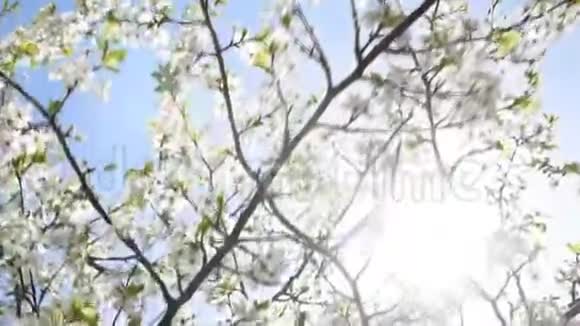 春天阳光明媚的一天美丽的樱花视频的预览图