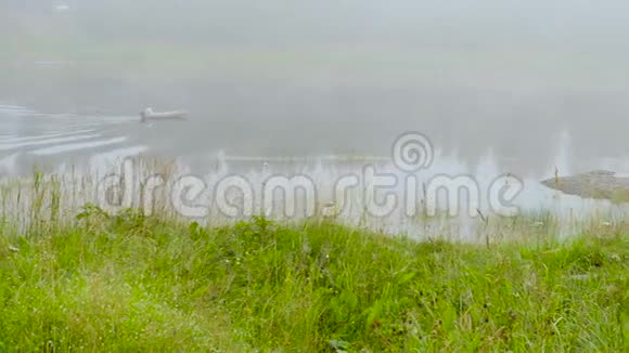 雾天早上在河边视频的预览图