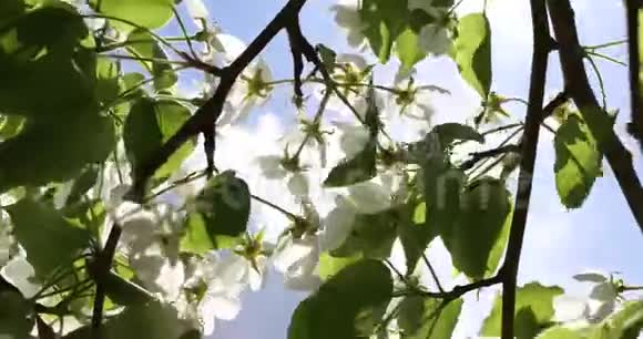 春天盛开的苹果树绿色和蓝天背景下美丽的白色和粉红色的苹果树花视频的预览图