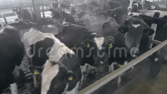 牛在牛棚里吃东西看着镜头视频的预览图