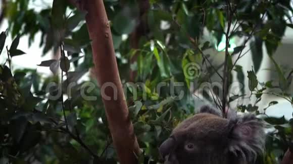 动物园里可爱的考拉在树林里吃桉树叶子的慢动作视频的预览图
