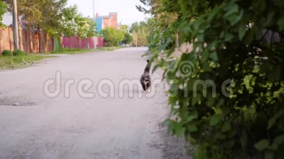 斑点斑驳的猫在一条乡村道路上的镜头方向有趣的漂亮宠物视频的预览图