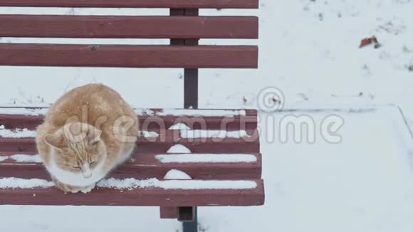 可怜的无家可归的宠物猫在寒冷的冬天的雪中生存视频的预览图