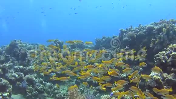 热带珊瑚礁上鱼的浅滩视频的预览图