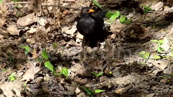 黑鸟在甲虫幼虫干燥的叶子下搜寻视频的预览图