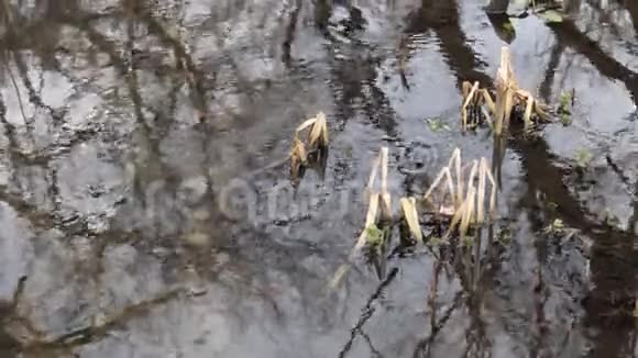 春天森林溪流上的第一片绿地视频的预览图