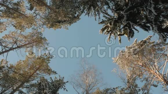 雪树的顶端视频的预览图