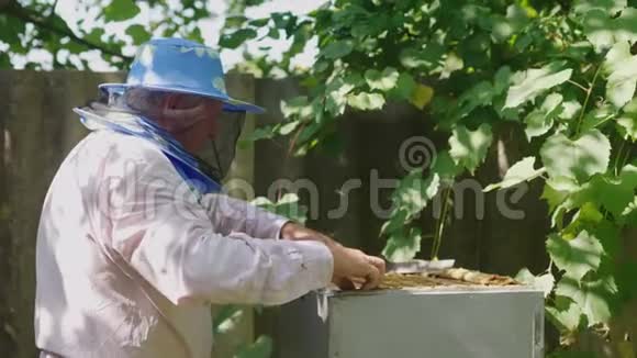 一位年长的养蜂人在一家养蜂场工作他用蜂蜜研究框架许多蜜蜂飞来飞去视频的预览图