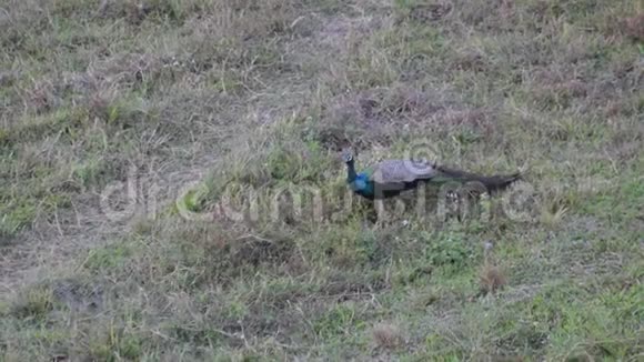 吃草原的印度孔雀戈鲁马拉国家森林视频的预览图