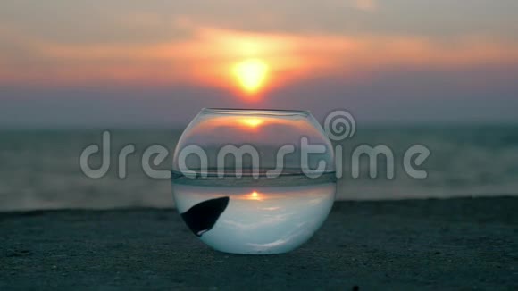 令人惊叹的场景圆形水族馆站在海滩上漂浮着小鱼贝塔的辉煌日落时反射天空和海景混凝土视频的预览图
