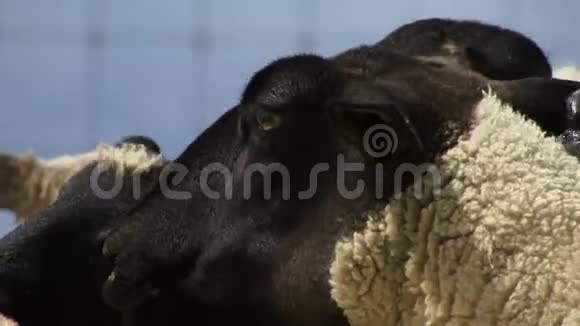 把羊关在新海兰视频的预览图