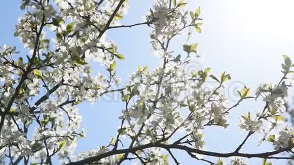 春天阳光明媚的一天美丽的樱花视频的预览图