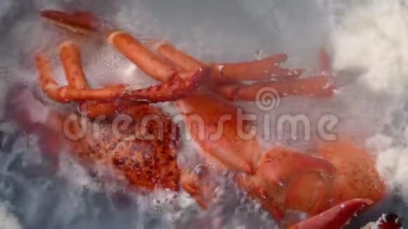 在沸水中煮龙虾视频的预览图