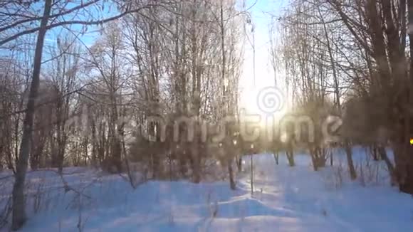 在阳光明媚的日子里树木间缓慢地飘落着雪视频的预览图