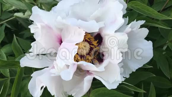 紫色白色花苞中的蜜蜂视频的预览图