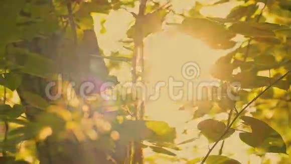 太阳从树叶上晒下来视频的预览图