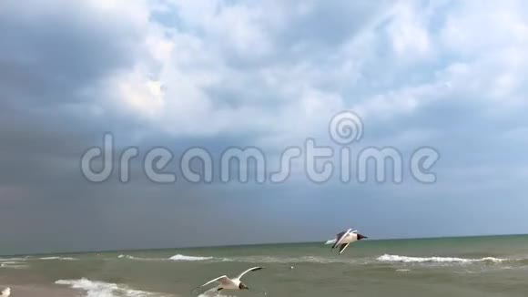 白海鸥随云飞在天空视频的预览图
