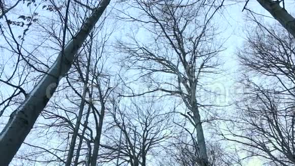 冬天森林里的树视频的预览图