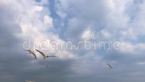 白海鸥随云飞在天空视频的预览图