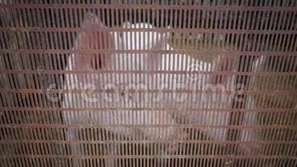 两只小白猪在猪圈里小猪在金属格子后面视频的预览图