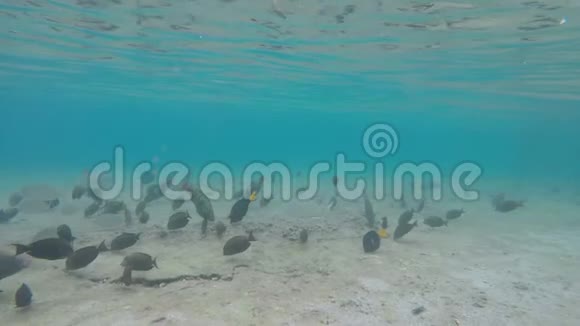 许多热带鱼在水下游泳视频的预览图