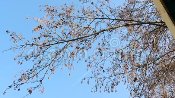 春天的开始在蓝天上裸露的树枝视频的预览图