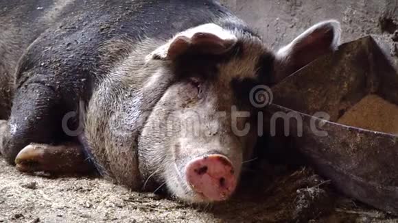一只大猪躺在食槽附近嚼着吐舌头的东西视频的预览图