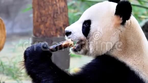 可爱快乐的大熊猫吃着新鲜的竹笋特写镜头4K镜头慢镜头视频的预览图