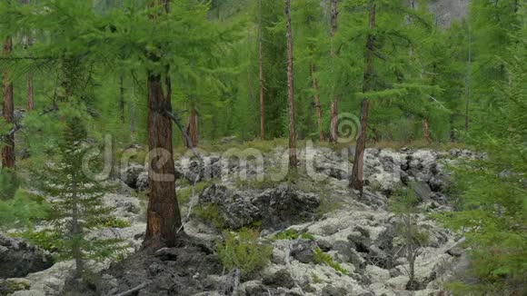 青杉林上苔藓和岩石松树未触及云杉生长在山区西伯利亚的野生动物夏天视频的预览图