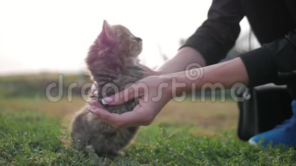 年轻的女人和她的小猫玩耍人与动物的关系视频的预览图