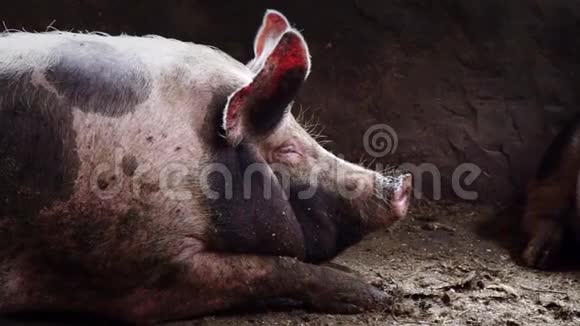 猪圈里的大猪斑斑的猪躺在猪圈里的污秽中沉睡的猪侧面看视频的预览图