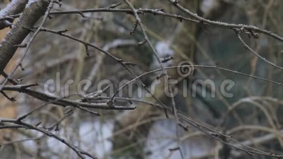 雪落在裸露的樱花树枝上视频的预览图