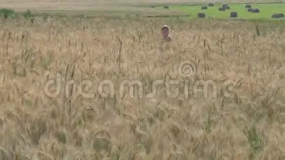 男孩走在粮田上吃小穗视频的预览图