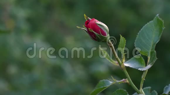 美丽的花园在阳光下绽放玫瑰视频的预览图