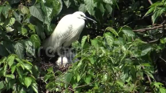 4K白鸟白鹭鸟加泽塔照顾树上的巢和雏鸟视频的预览图