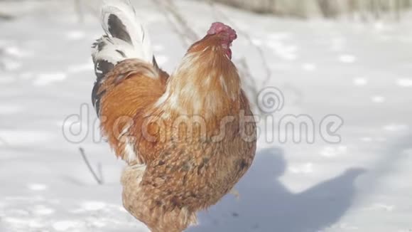 红公鸡在村里的一个冬天高高站着视频的预览图