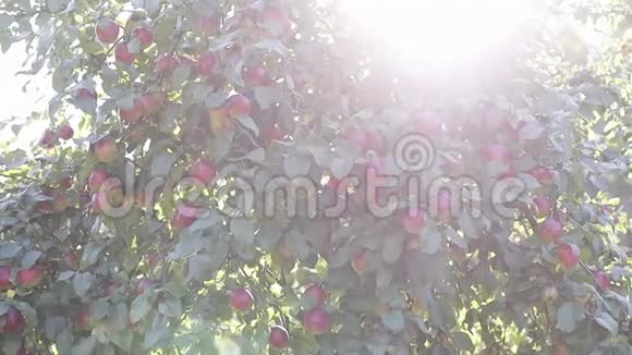 在阳光下树枝上有红苹果的苹果树视频的预览图