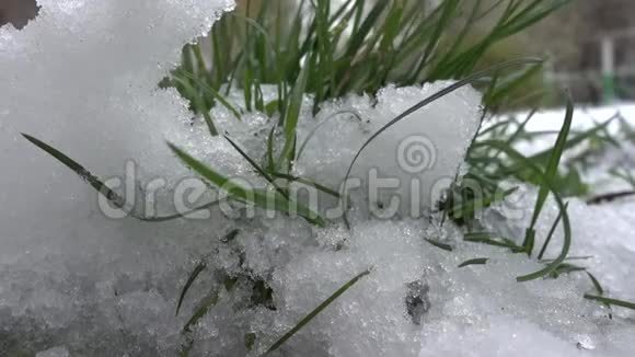 雪泉背景下的绿草视频的预览图