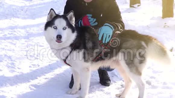 西伯利亚哈士奇狗在阳光明媚的冬日看着镜头视频的预览图