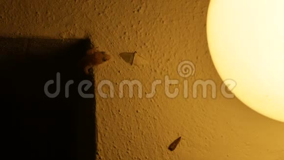 壁虎猎捕小蝴蝶和吃饭视频的预览图