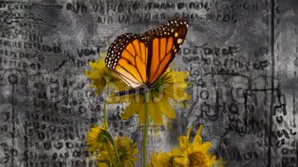 蝴蝶在黄花上视频的预览图