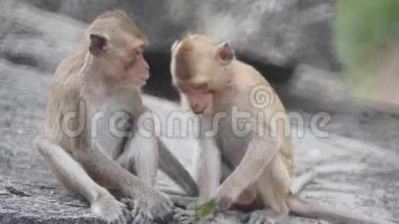 猴子接吻视频的预览图