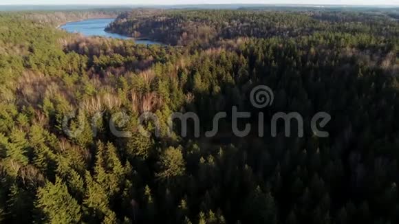 空中无人机镜头森林沼泽和长湖视频的预览图