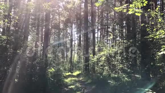 阳光灿烂的夏日深林视频的预览图