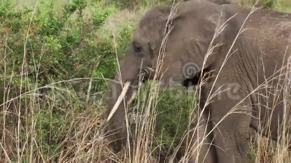 大象吃草的特写镜头视频的预览图