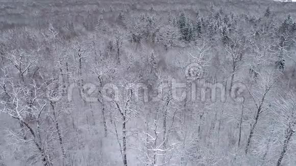 无人机揭示了森林中的冬季景观视频的预览图