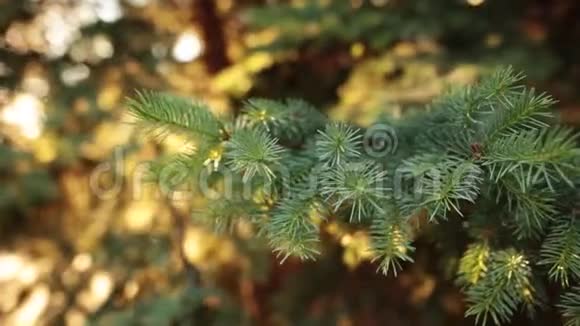 新鲜绿色针叶树枝的细节与阳光和耀斑视频的预览图