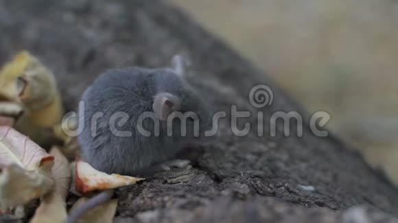 小老鼠坐在树干上环顾四周视频的预览图