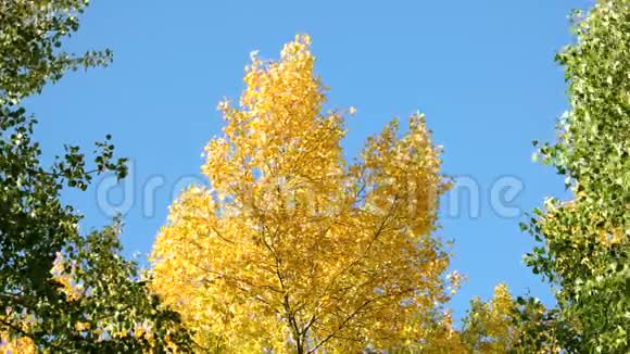 蓝天背景下的黄绿树视频的预览图