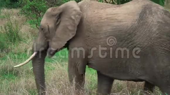 非洲象慢慢移动吃着草视频的预览图